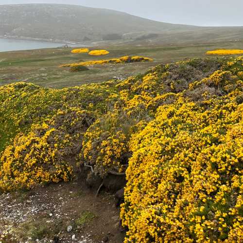 Falkland Islands