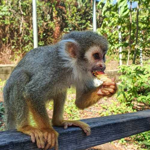 Monkey Land, Доминиканская республика