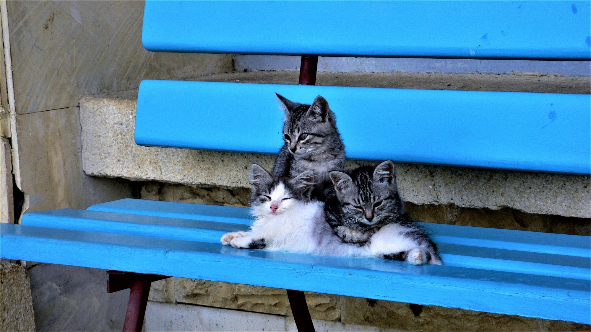 Котята на скамейке в санатории.