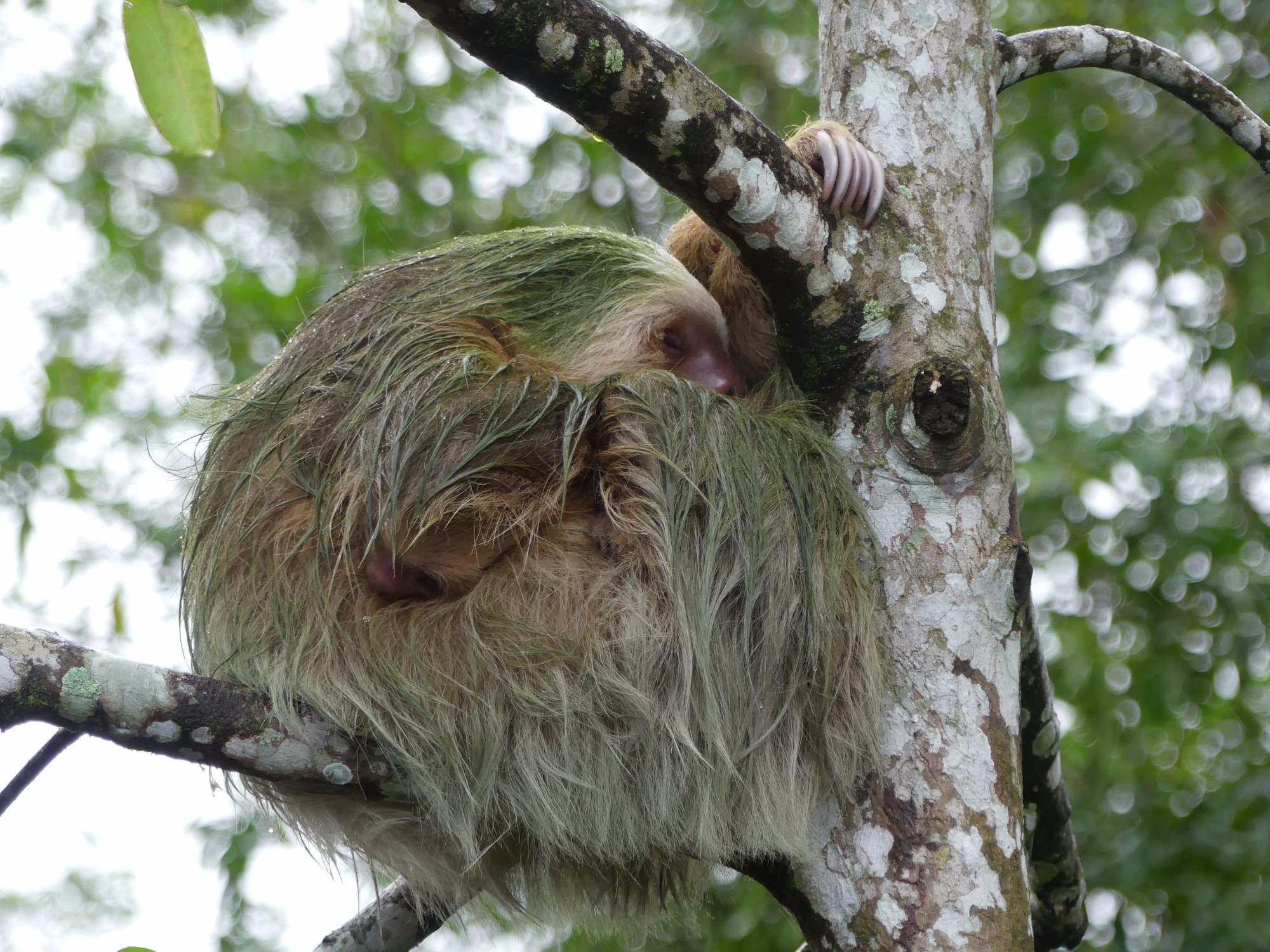 Costa Rica