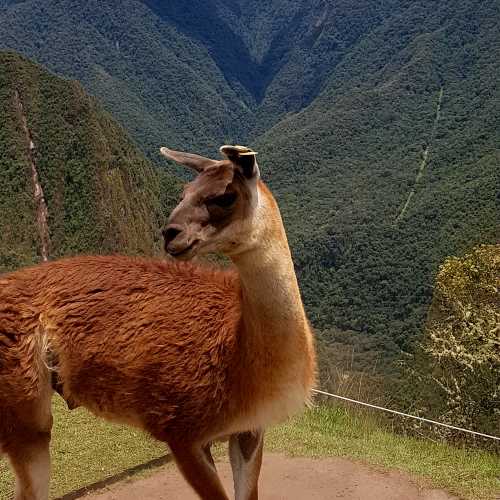 Мачу Пикчу, Перу
