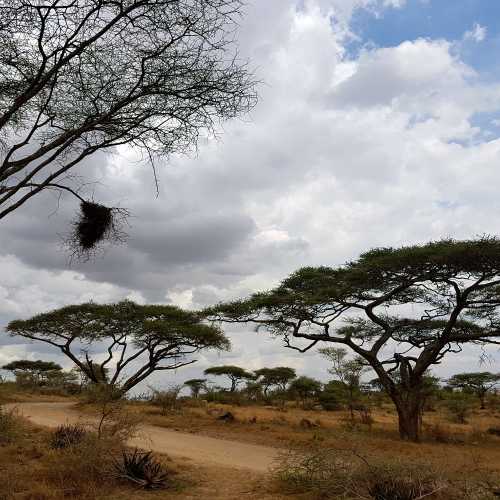 Серенгети, Танзания