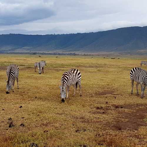 Нгоронгоро, Танзания