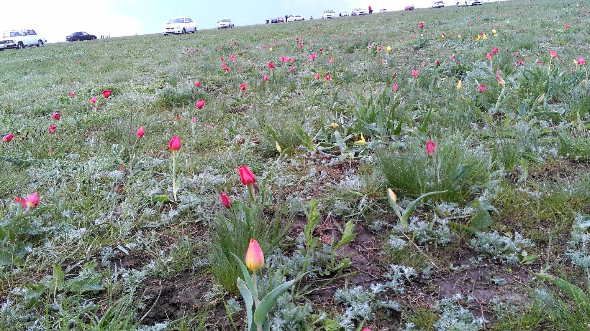 Фотографии цветения тюльпанов в Элисте