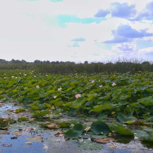озеро лотосов