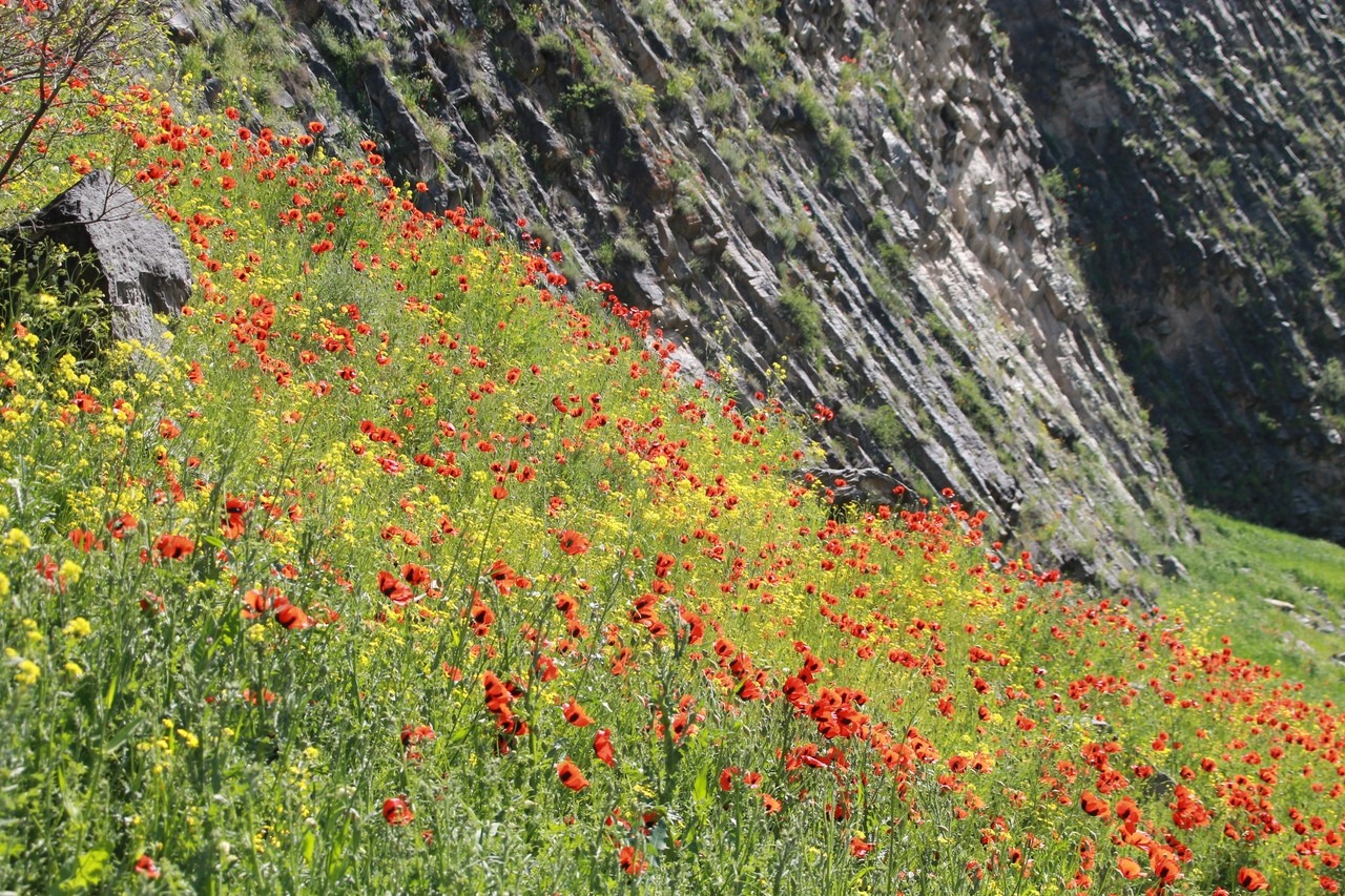 Armenia