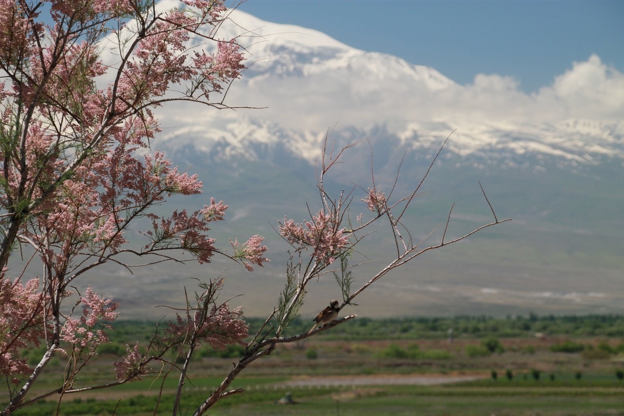 Armenia