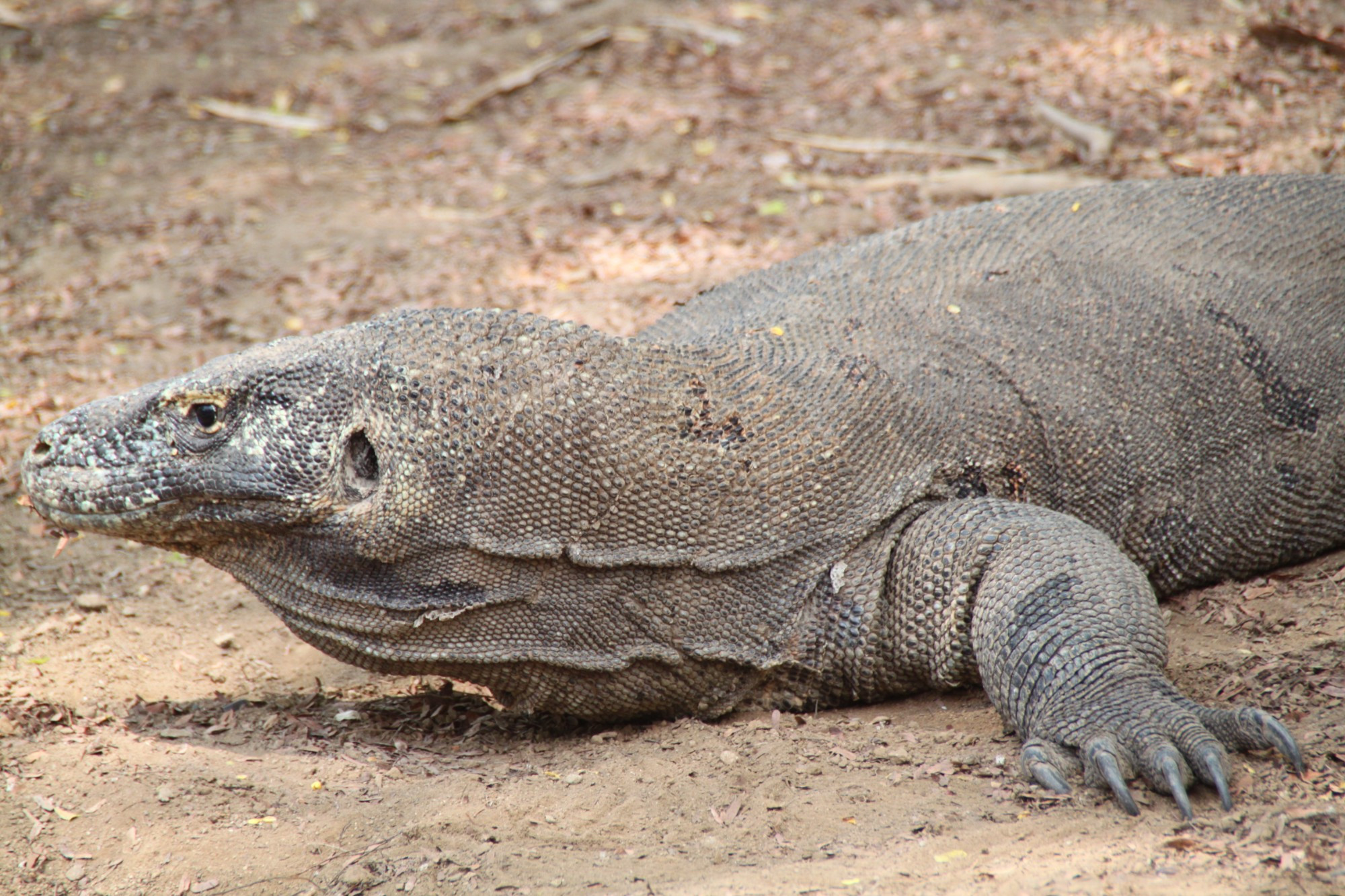 Komodo National park, Indonesia