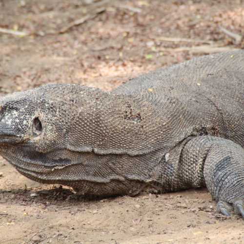 Komodo National park, Indonesia