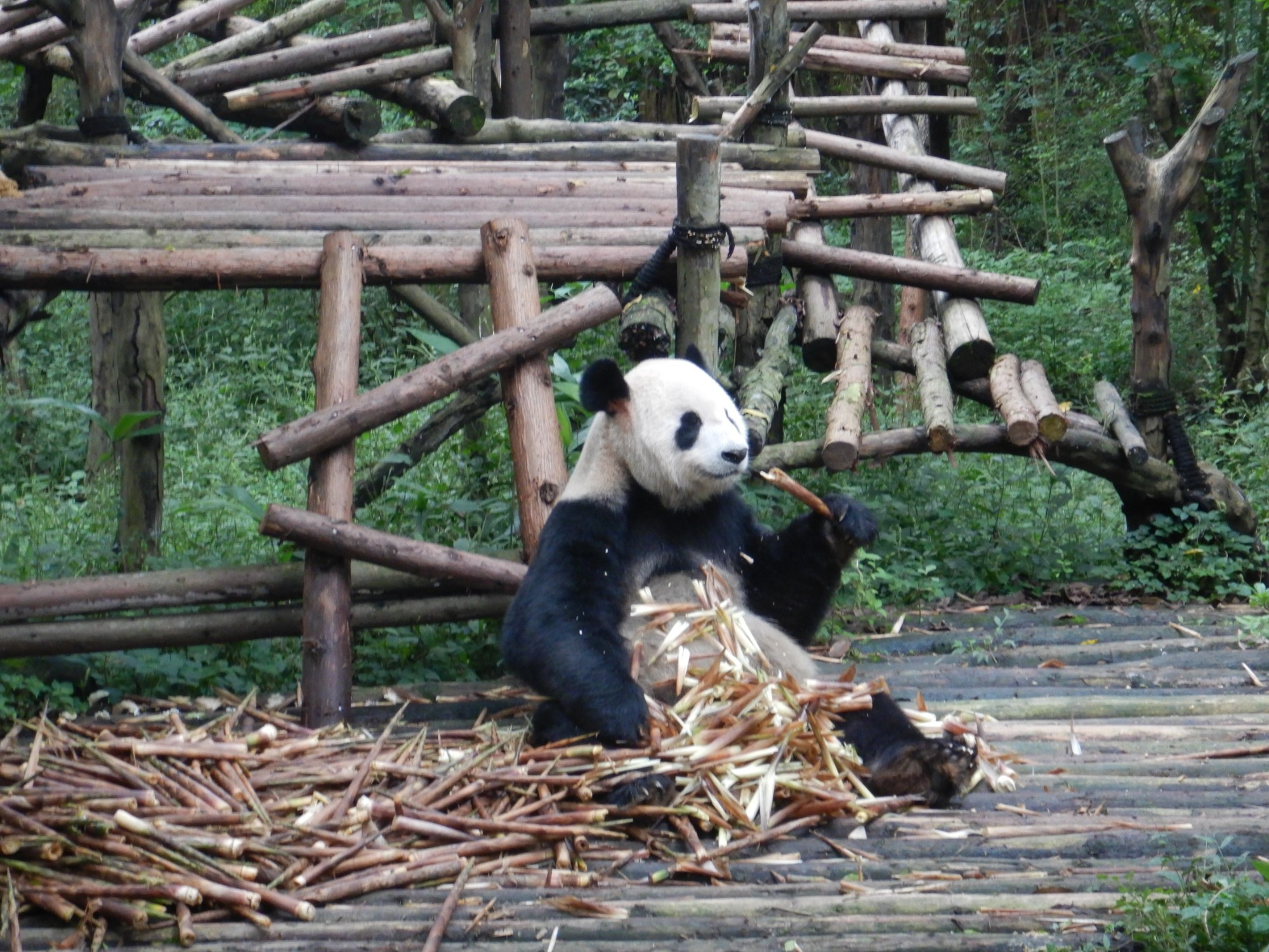 Chengdu, China