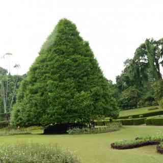 Royal Botanical Gardens photo