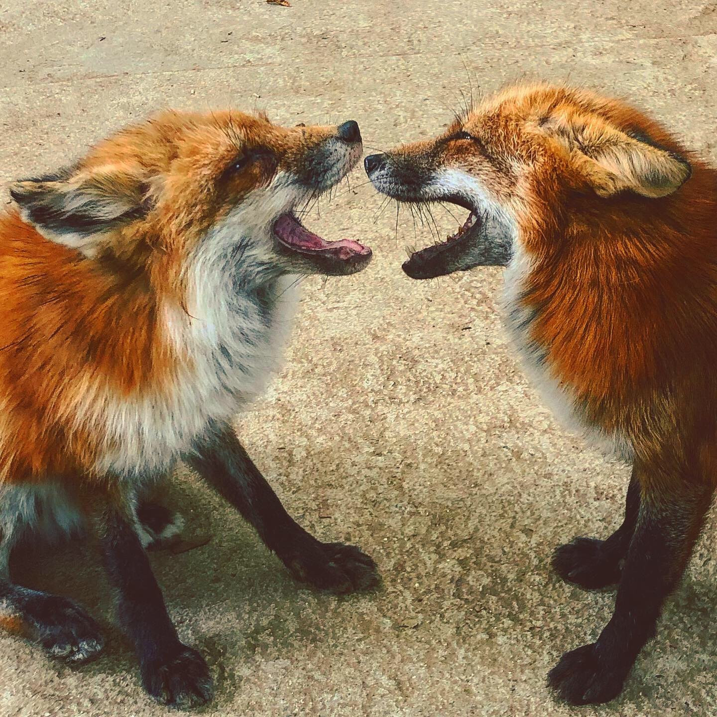 Zao Fox Village, Japan