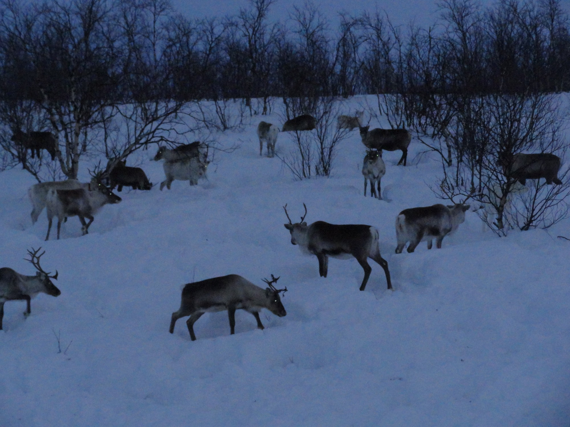 Levi, Finland