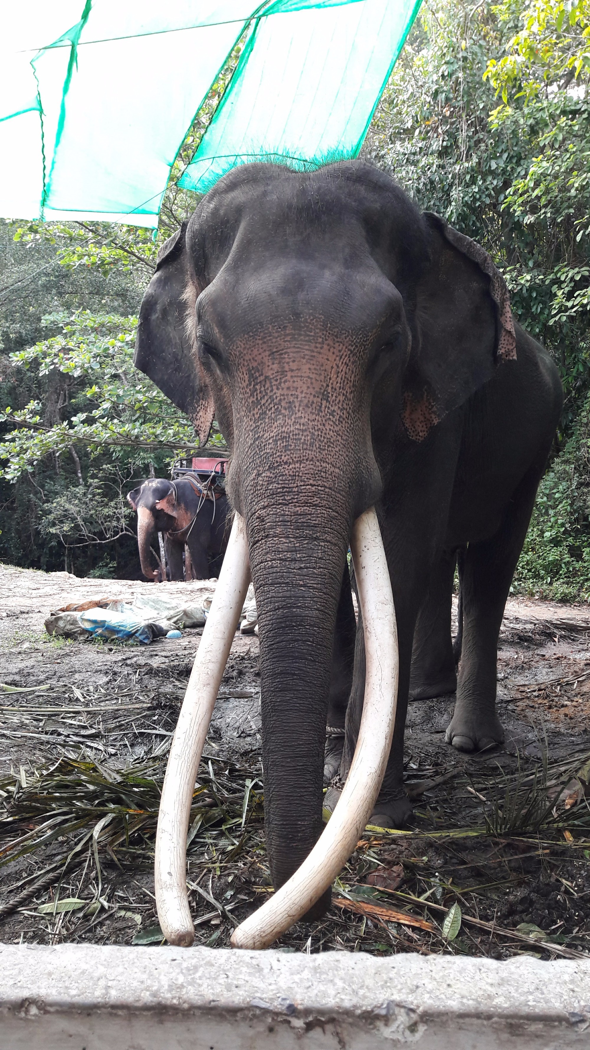 На острове Самуи можно заказать экскурсию на Слоновью ферму — покормить и покататься на слонах<br/>
You can go to the Elephant's farm, where you can feed and ride an elephant.