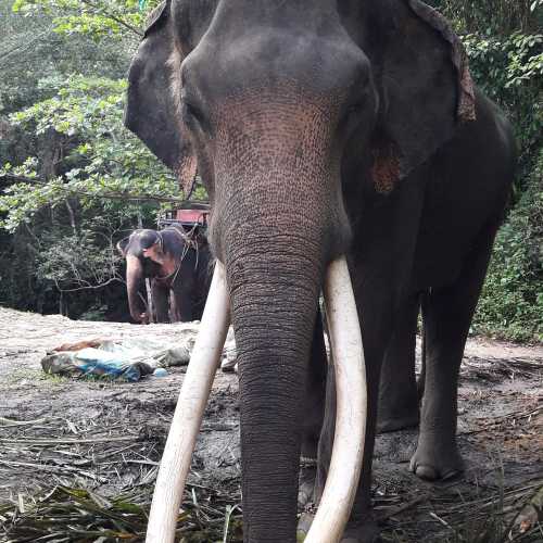 На острове Самуи можно заказать экскурсию на Слоновью ферму — покормить и покататься на слонах<br/>
You can go to the Elephant's farm, where you can feed and ride an elephant.