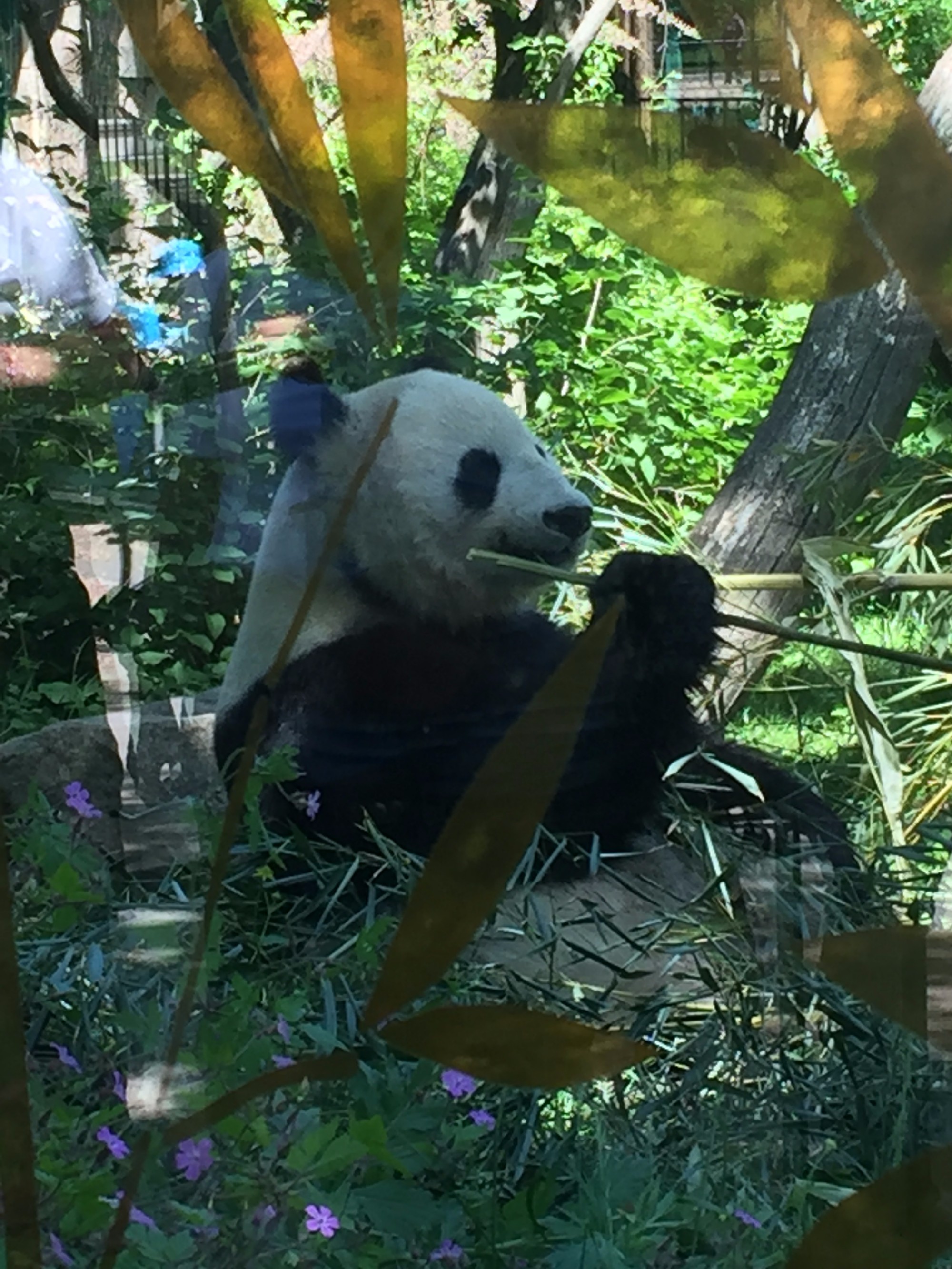 Панда в самом старом зоопарке мира — Зоопарк Вены