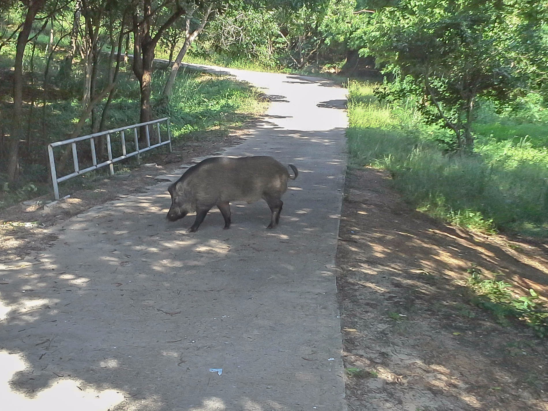 Ко Самае Сан, Thailand