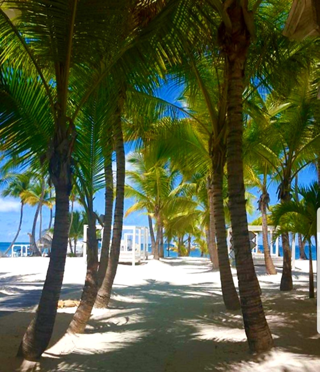 Bavaro Beach. Punta Cana.