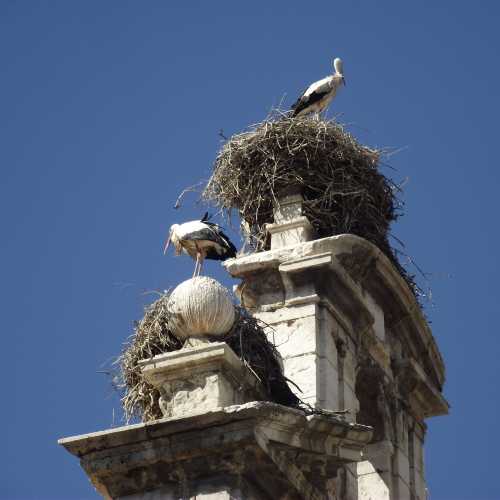 Алькала-де-Энарес. Гнезда аистов на церкви Сан-Ильдефонсо. (31.07.2018) 