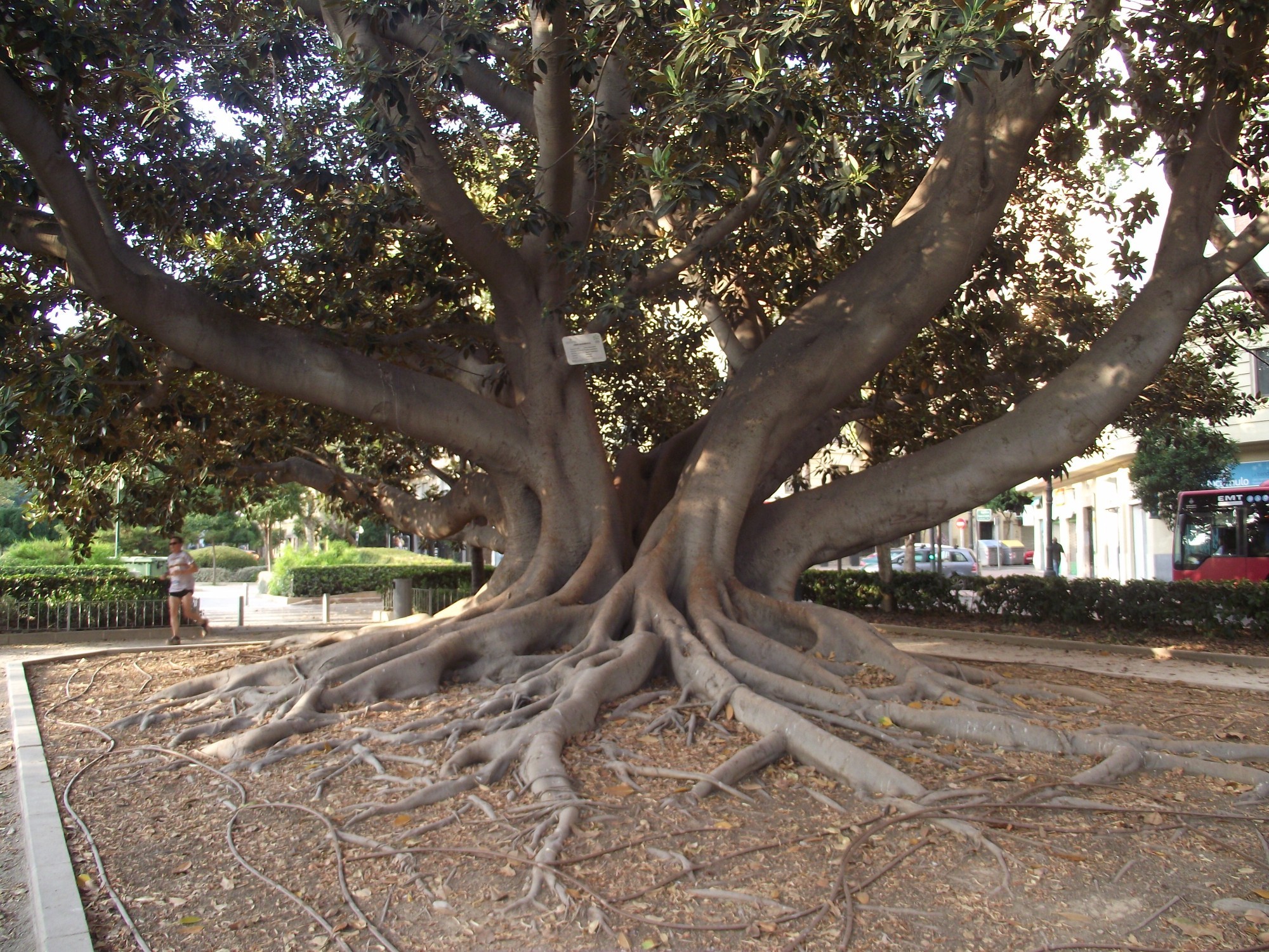 Валенсия. Интересное дерево из Австралии. (29.07.2018)
