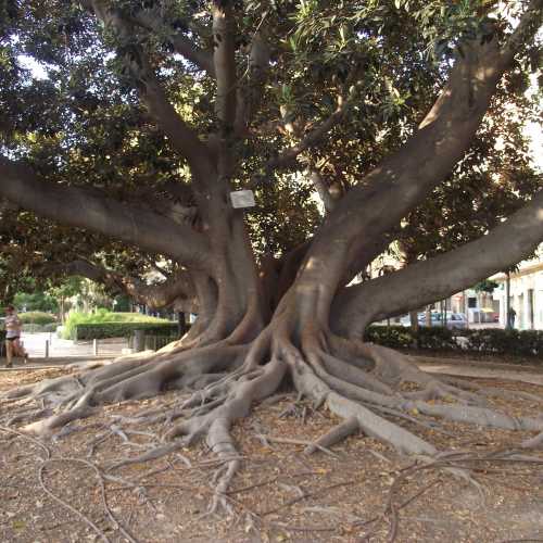 Валенсия. Интересное дерево из Австралии. (29.07.2018)