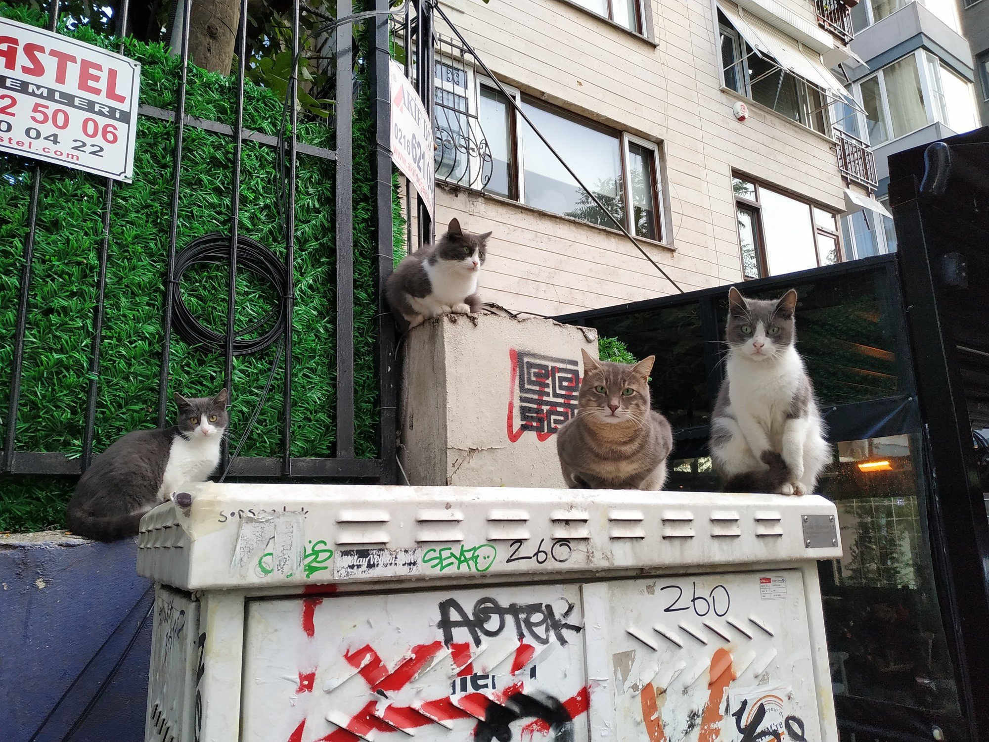 Стамбул. Котики в районе Мода. (04.11.2020)
