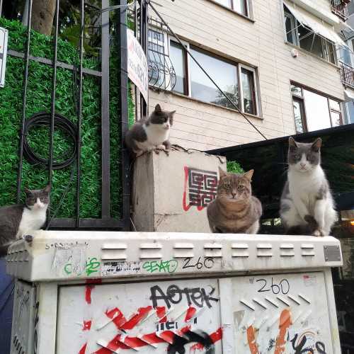 Стамбул. Котики в районе Мода. (04.11.2020)