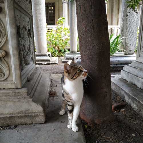 Стамбул. Котик около мавзолея султана Сулеймана. (05.11.2020)