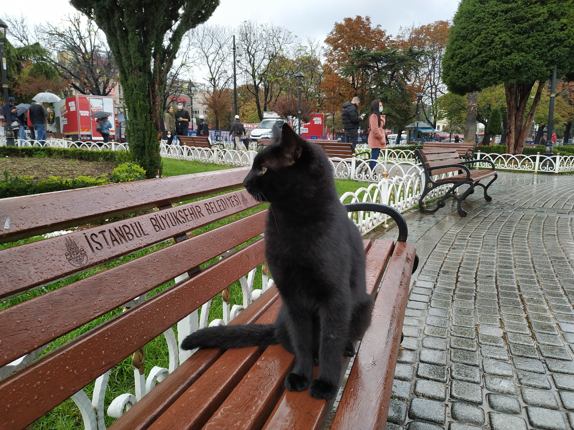 Стамбул. Котик на площади Айя-София. (05.11.2020)