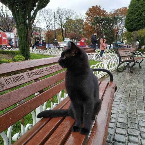 Стамбул. Котик на площади Айя-София. (05.11.2020)