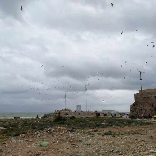 Эль-Джадида. Чайки над рыбным рынком. (16.03.2020)