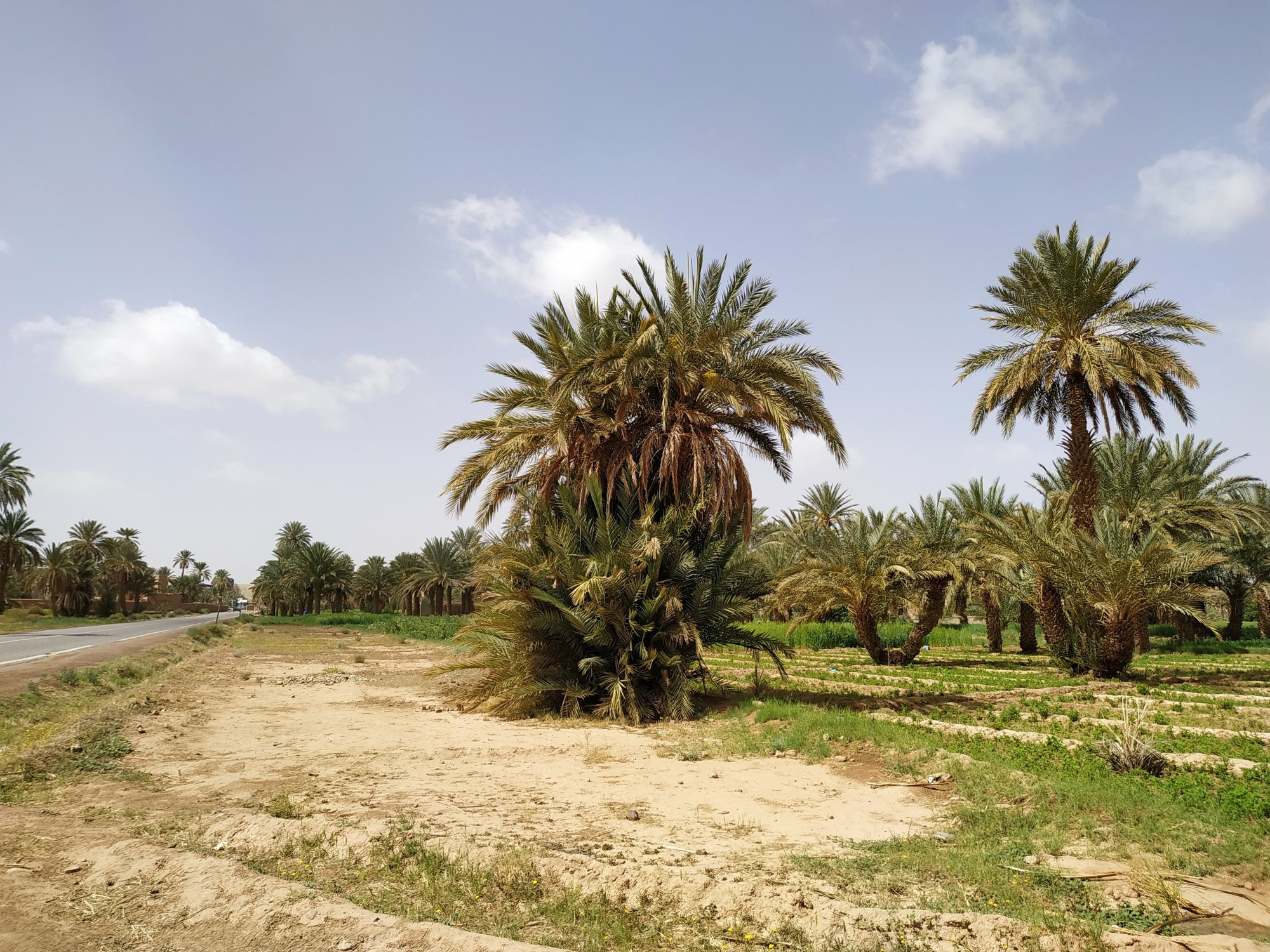 Пальмовый оазис в Алниф. (20.03.2020)