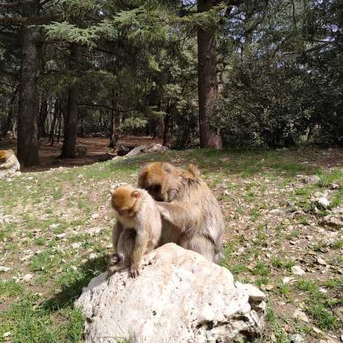 Обезьяны-маготы в национальном парке Ифран. (19.03.2020)