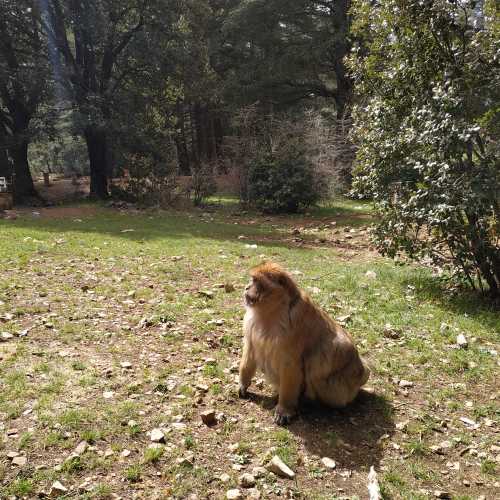 Обезьяны-маготы в национальном парке Ифран. (19.03.2020)