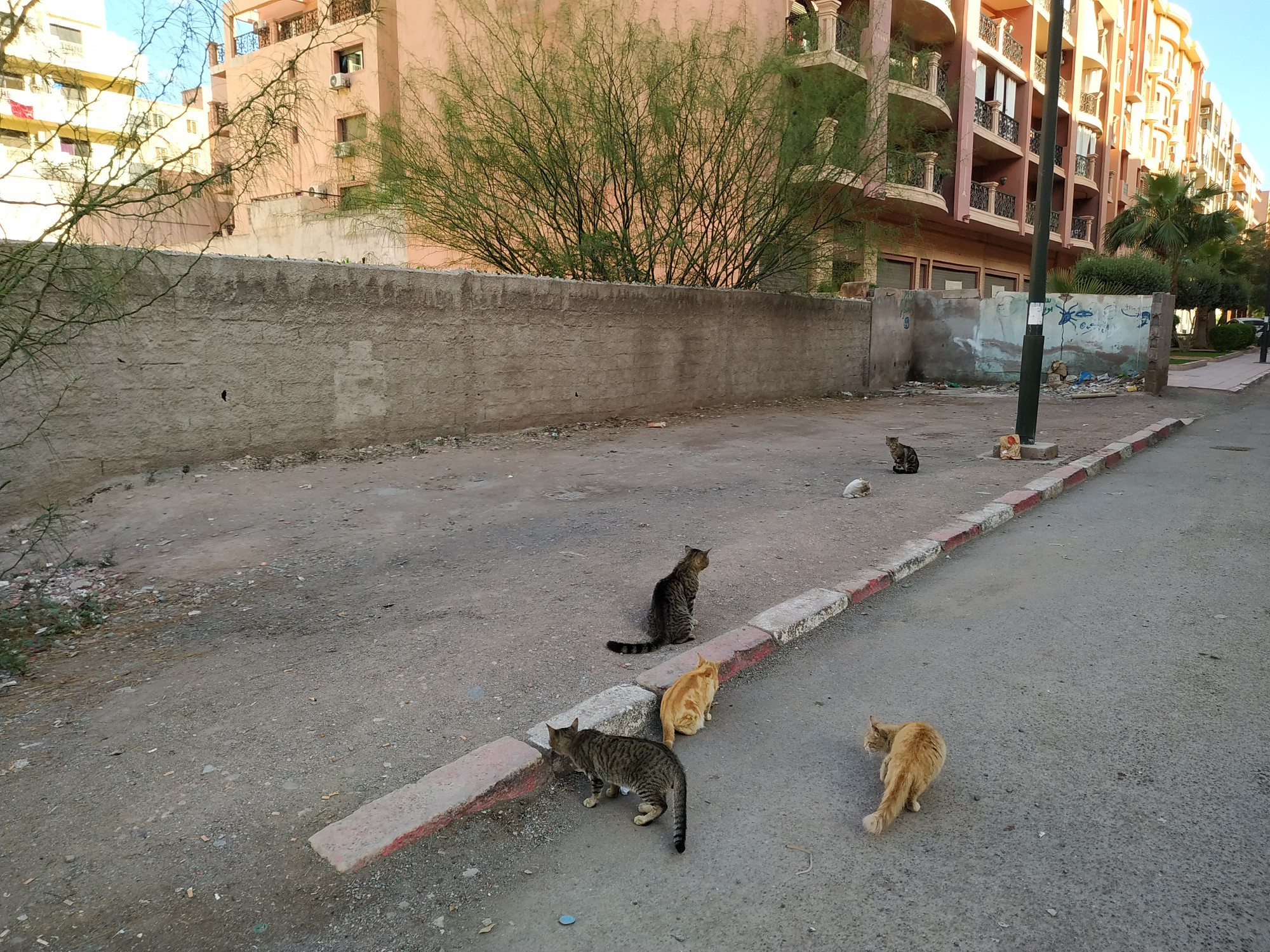 Кошачья банда в Марракеше. (22.03.2020)