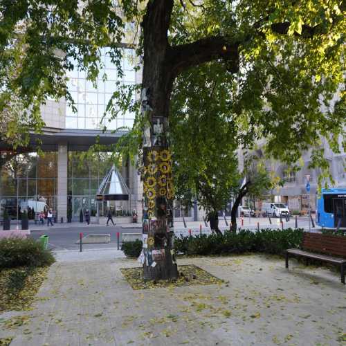 Будапешт. Площадь Елизаветы. Мемориальное дерево Майкла Джексона. (28.10.2021)