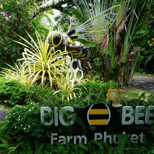 Пхукет. Пчелиная ферма Big Bee. (09.11.2023)