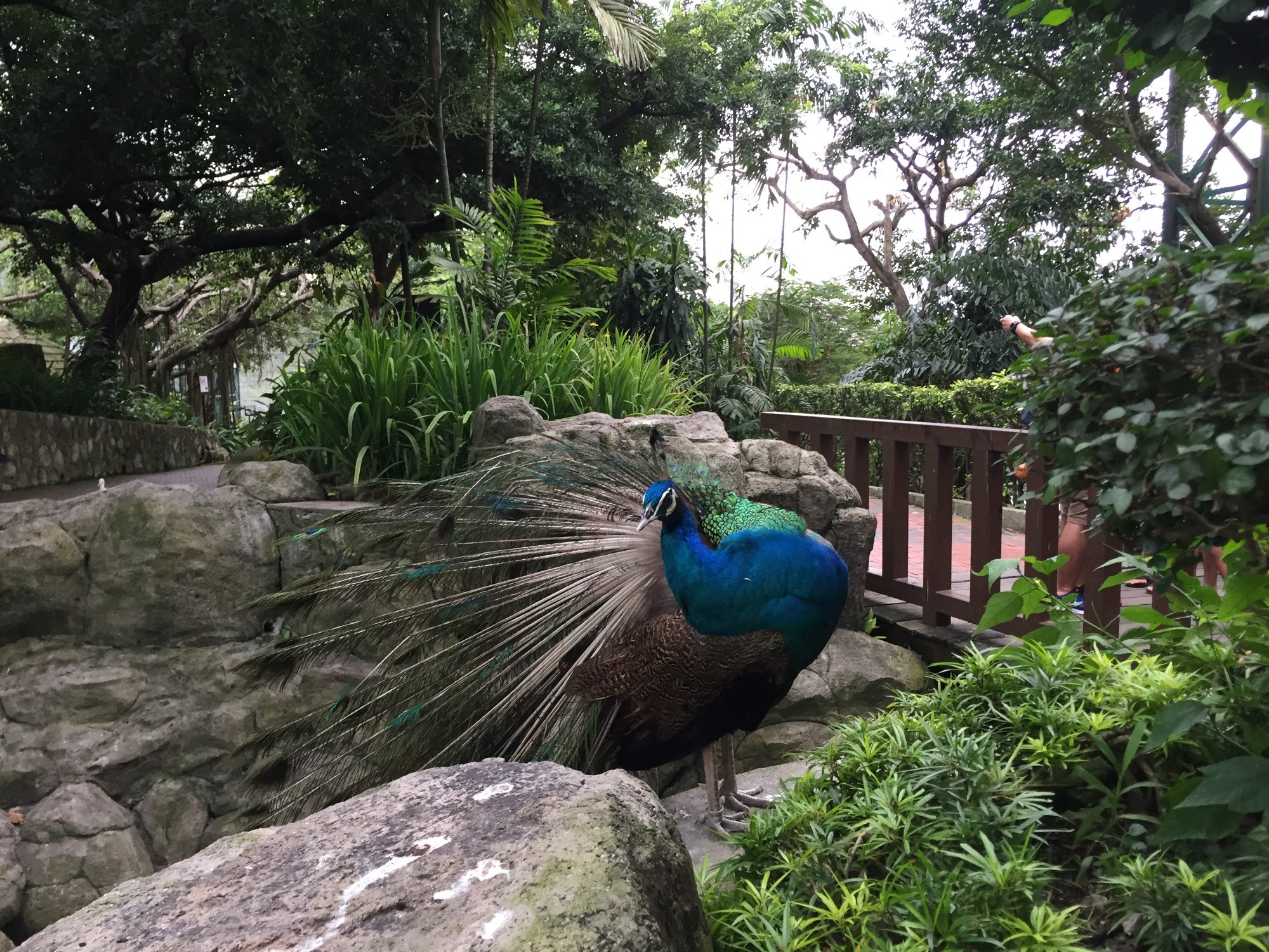 Парк птиц в Куала-Лумпур
