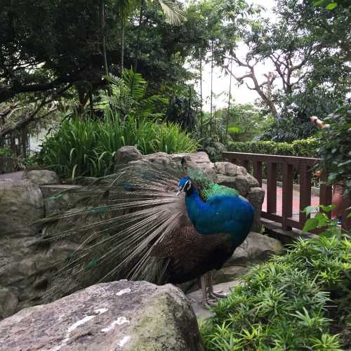 Парк птиц в Куала-Лумпур
