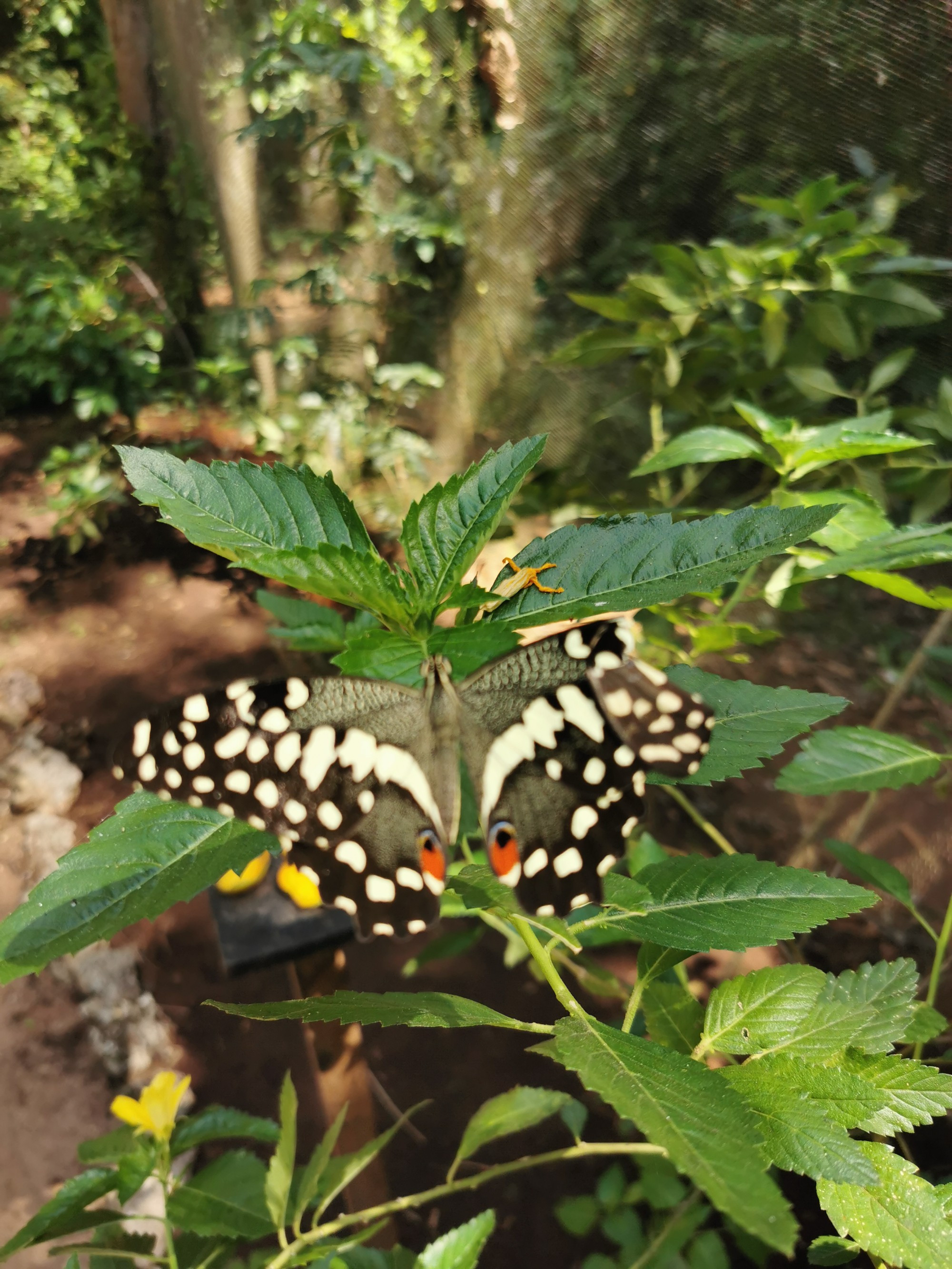 Tanzania