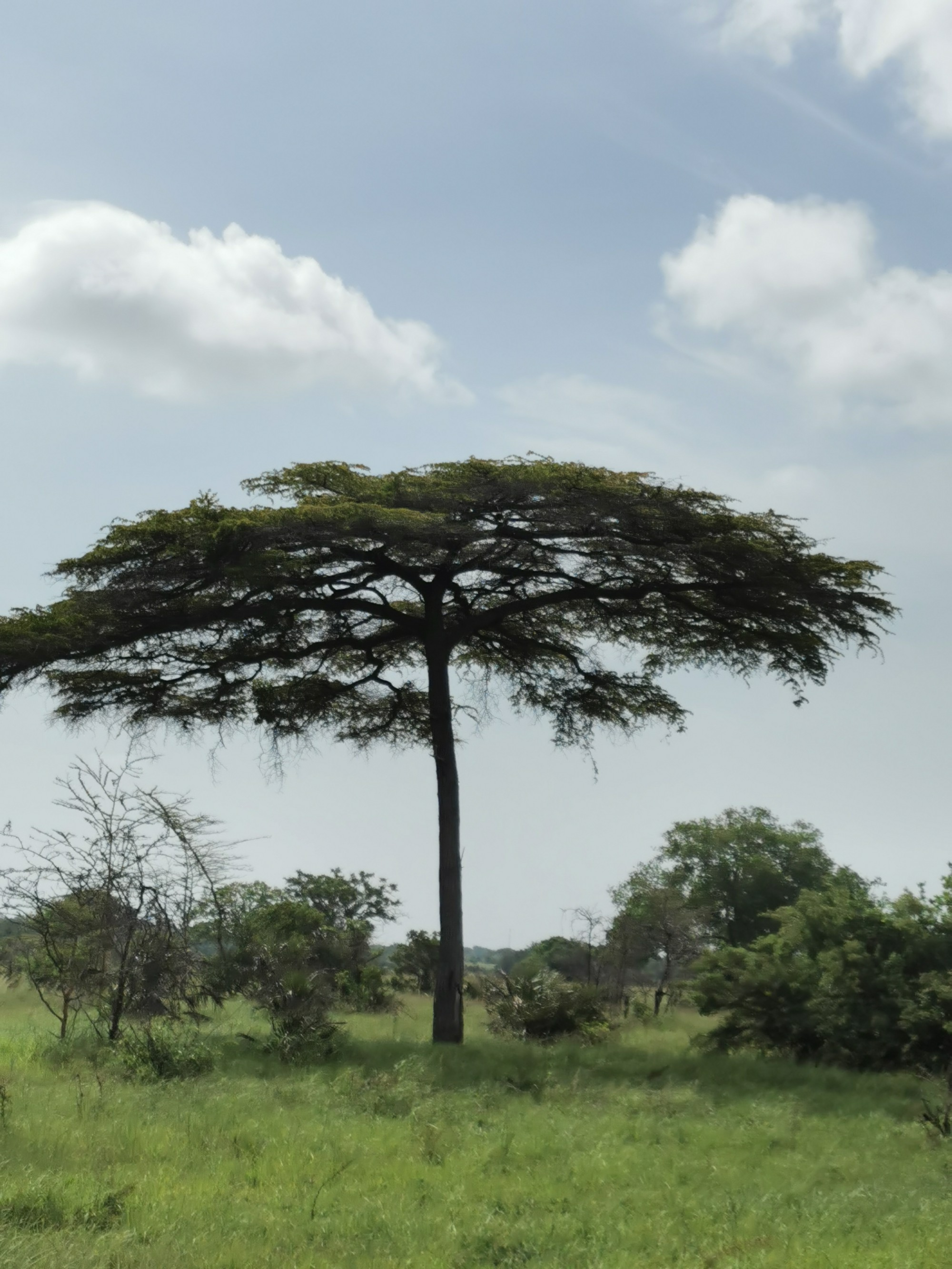 Национальный парк Saadani (Саадани), Tanzania