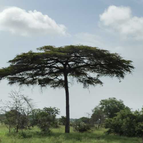 Национальный парк Saadani (Саадани), Tanzania