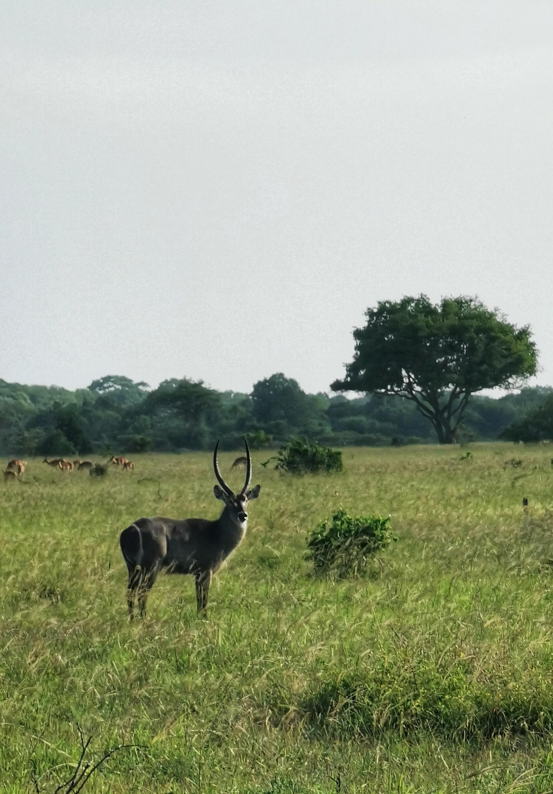 Национальный парк Saadani (Саадани), Танзания