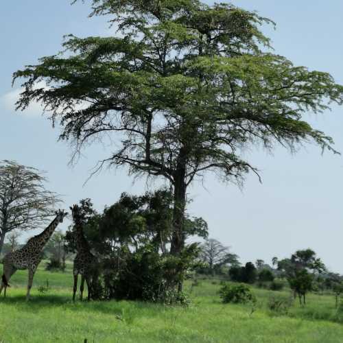 Национальный парк Saadani (Саадани), Tanzania