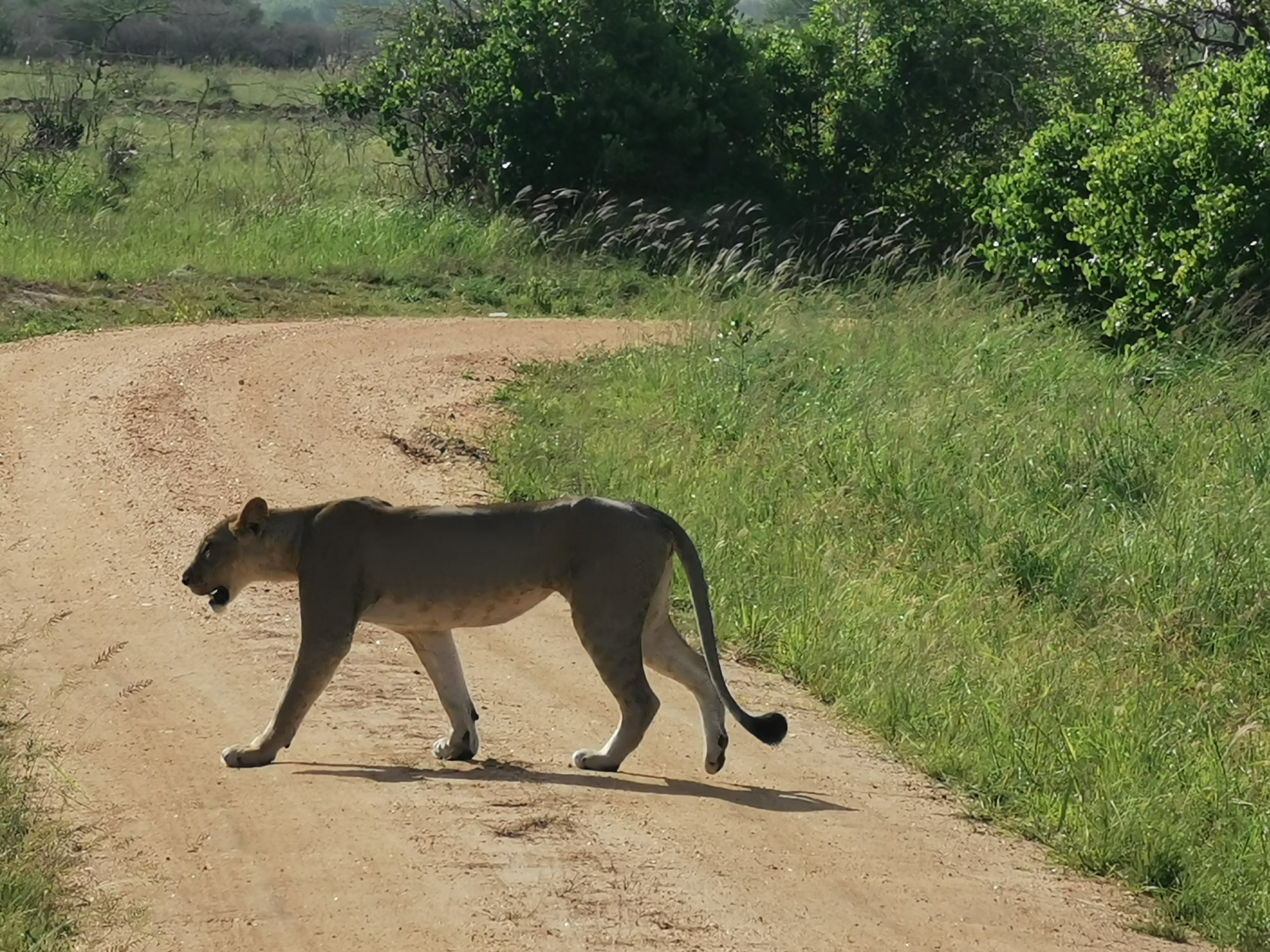 Национальный парк Saadani (Саадани), Tanzania