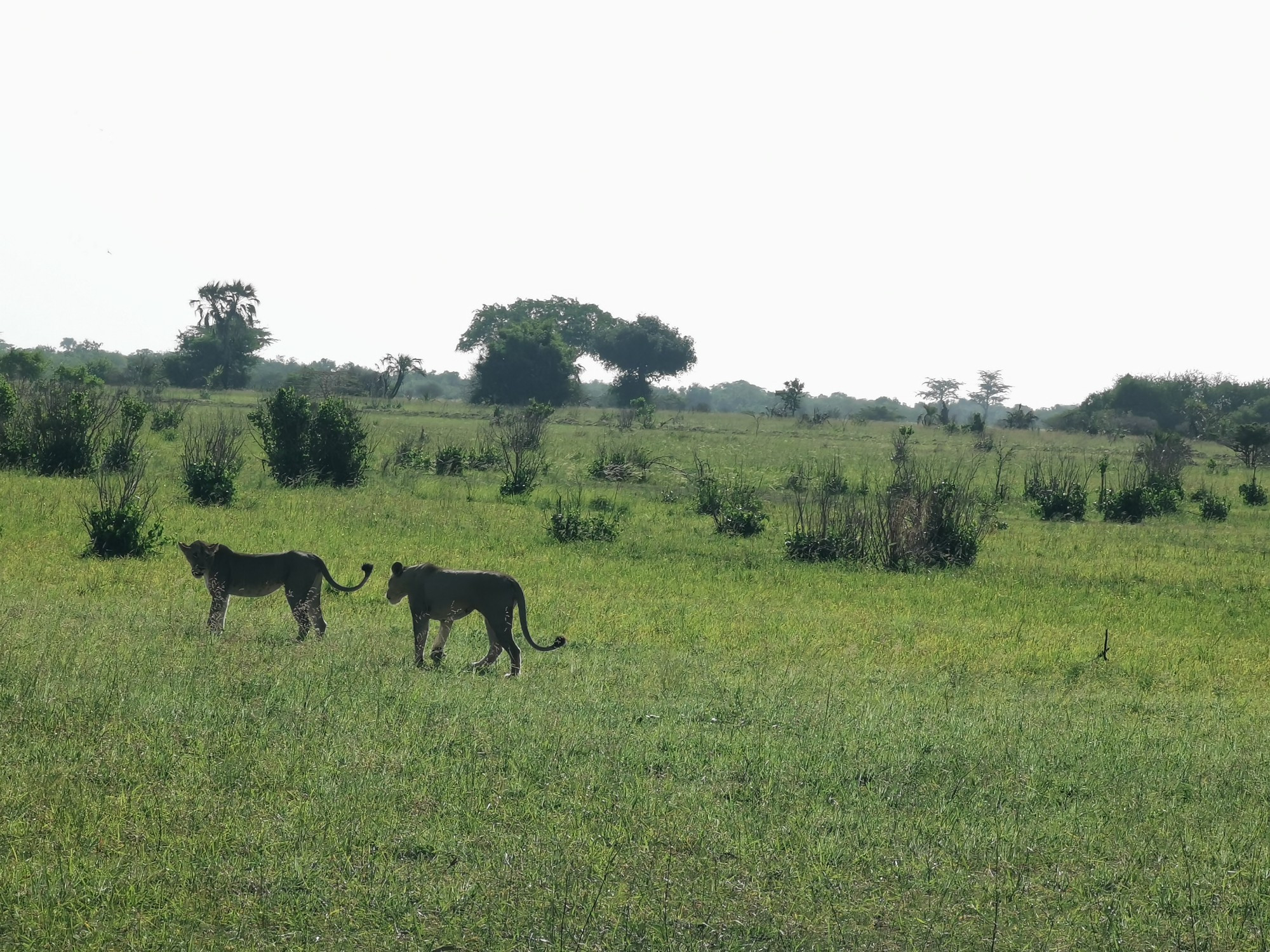 Национальный парк Saadani (Саадани), Tanzania