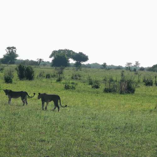 Национальный парк Saadani (Саадани), Tanzania