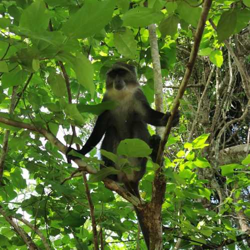 Jozani Chwaka Bay National Park (парк Джозани) Занзибар, Tanzania