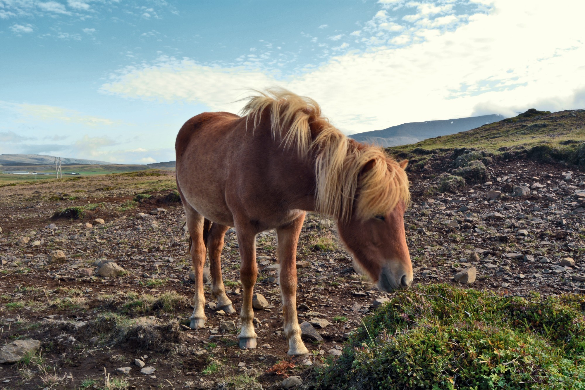 Lava horse. Iceland