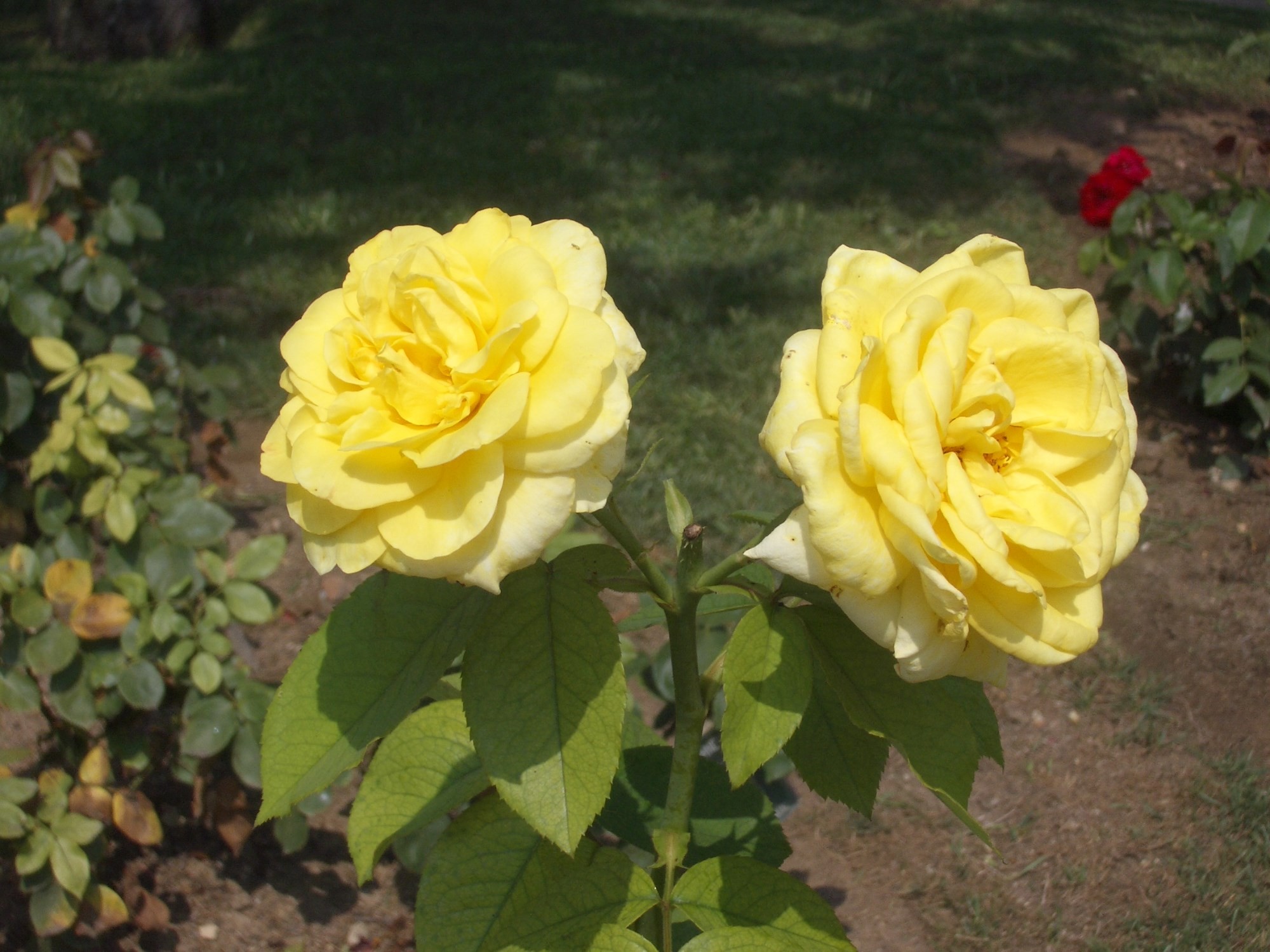 Princesse Grace Rose Garden, Monaco